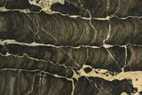 Polished Stromatolite (Boxonia) From Australia - Million Years #208106-1